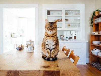 Katze, die auf einem Tisch sitzt