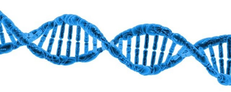 DNA (Desoxyribonukleinsäure)